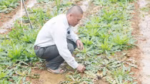 Làm rõ nguyên nhân hoa chết hàng loạt vì phân bón ngoại nhập