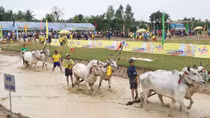 Tưng bừng Hội Đua bò Bảy Núi lần thứ 24