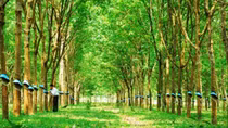 Phục hồi điều tra bị can nguyên Giám đốc Sở Địa chính gây thiệt hại hơn 100 tỷ đồng