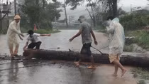CSGT dầm mưa cùng người dân dọn cây gỗ lớn đổ ngang đường 