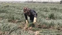 Giải quyết tình trạng ùn ứ nông sản do COVID-19