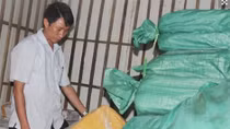 Hơn 8 tấn cá ở Hà Tĩnh nhiễm kim loại có thể gây ung thư