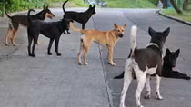 Đâu chỉ là chuyện “cầy tơ 7 món”...