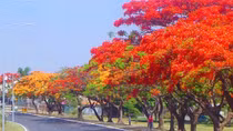 Hạ cháy