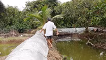 Nhà vườn miền Tây chủ động trong mùa lũ