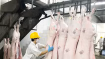 Giá thịt lợn vẫn ngoài vòng kiểm soát