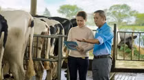 Cô Gái Hà Lan hỗ trợ nông dân hiện đại hóa quy trình nuôi bò sữa