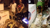 Cất giấu 3 cá thể hổ trong tủ đông lạnh hàng xóm