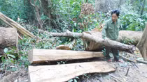 Hàng loạt cây gỗ dổi cổ thụ trong khu vực cấm bị đốn hạ