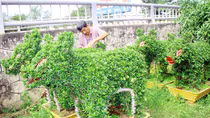 Hoa cảnh Cái Mơn vào vụ Tết