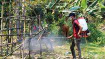 Nỗ lực ngăn chặn dịch bệnh lở mồm long móng