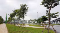 Hà Nội: hoàn thành hơn 46% Chương trình 1 triệu cây xanh