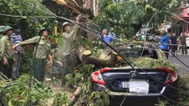 Cây phượng bất ngờ gãy đổ đè bẹp nhiều phương tiện