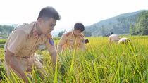 Sắc nắng giữa mùa vàng Điện Biên
