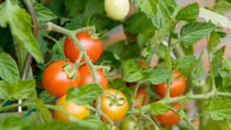 Trồng thành công cà chua thân gỗ giá 1 triệu đồng/kg