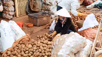 Ngăn chặn hàng Trung Quốc “đội lốt” nông sản Đà Lạt