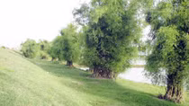 Chân quê