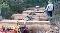 Lý giải thiếu thuyết phục việc băm, hủy gỗ