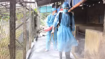 Công an các địa phương phối hợp ngăn chặn dịch tả lợn châu Phi