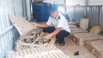 1200 con gia cầm không có giấy kiểm dịch theo xe tải về Quảng Ngãi