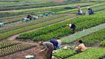 Hộ nghèo, cận nghèo được hỗ trợ 90% phí bảo hiểm nông nghiệp