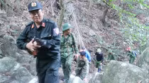 Băng rừng triệt phá các vườn cần sa trái phép