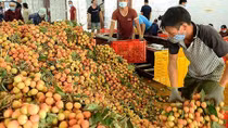 Thủ tướng Chính phủ chỉ đạo tháo gỡ khó khăn tiêu thụ nông sản cho Bắc Giang