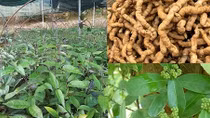 Hiệu quả kinh tế từ việc nghiên cứu chế tạo thực phẩm chức năng nano ba kích