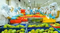 7 tháng, Việt Nam xuất khẩu rau quả đạt hơn 2 tỷ USD