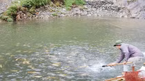 Rớt giá do khó khăn đầu ra