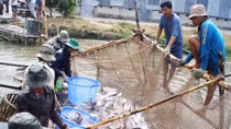 Cá tra Việt Nam đang có mặt ở 140 nước trên thế giới