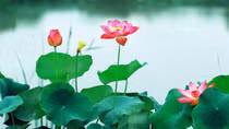 Mùa của hồn sen