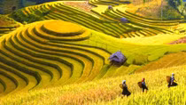 Ngày mùa