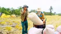 Gian nan dẹp nạn “cò lúa” ở miền Tây