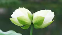Luận về sự vô ngôn