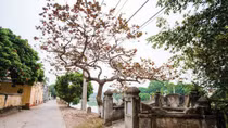 Đầu năm nói chuyện về “Đoài”