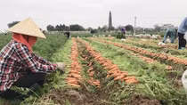Chung tay hỗ trợ tiêu thụ nông sản cho Hải Dương