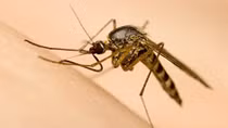 Thả muỗi mang Wolbachia để phòng chống sốt xuất huyết