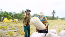 Giá lúa tăng mạnh, nông dân ĐBSCL phấn khởi