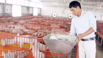 Làm giàu từ xây “chung cư” cho… lợn