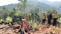 Nhiều cán bộ bị kỷ luật, 8 đối tượng bị khởi tố vì phá rừng