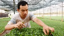 Đà Lạt chuẩn bị cho thị trường hoa Tết