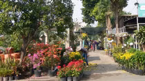 Vựa hoa xuân sắc trăm năm