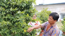 Thấp thỏm vụ mai Tết Kỷ Hợi
