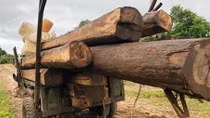 Phát hiện hàng chục cây gỗ bị cưa hạ trái phép tại rừng phòng hộ
