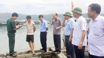 Bác tin cá chết hàng loạt ở Cẩm Phả