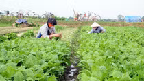 Vĩnh Phúc tập trung phát triển cây nông nghiệp chủ lực