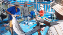 Niềm vui của ngư dân ăn Tết trên vùng biển Hoàng Sa, Trường Sa