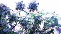 Những cái cây tháng chạp