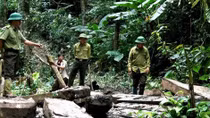 Buông lỏng quản lý rừng, 2 trạm trưởng bị khởi tố